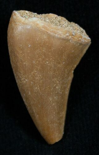 Inch Mosasaurus Tooth #987